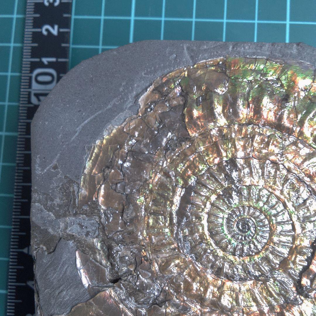 小物１ Caloceras Johnstoni 化石 ジュラ紀