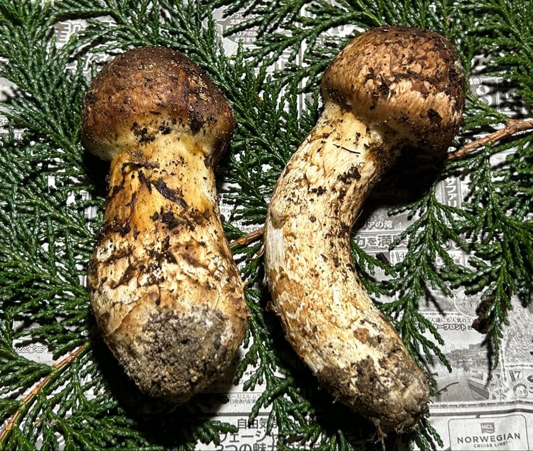 ☆信州産松茸☆今現在約125グラム☆まつたけ☆クール便送料着払い☆国産松茸☆H☆