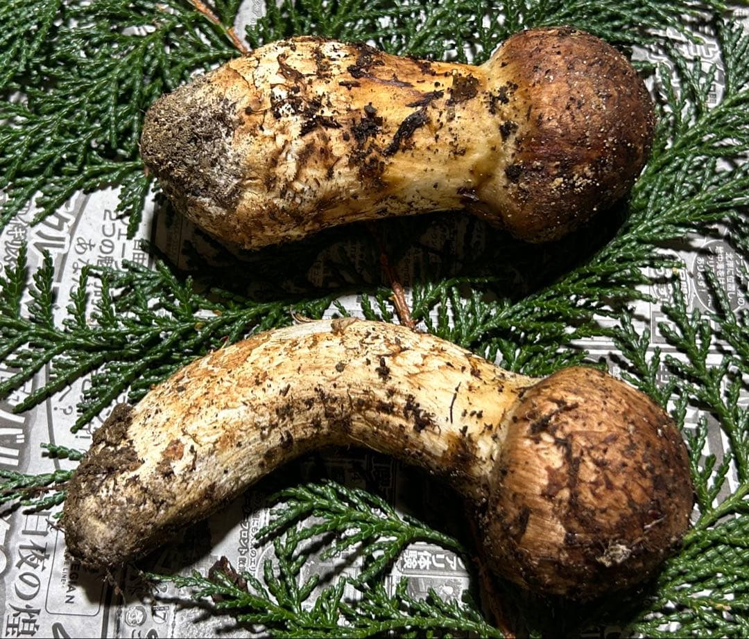 ☆信州産松茸☆今現在約125グラム☆まつたけ☆クール便送料着払い☆国産松茸☆H☆