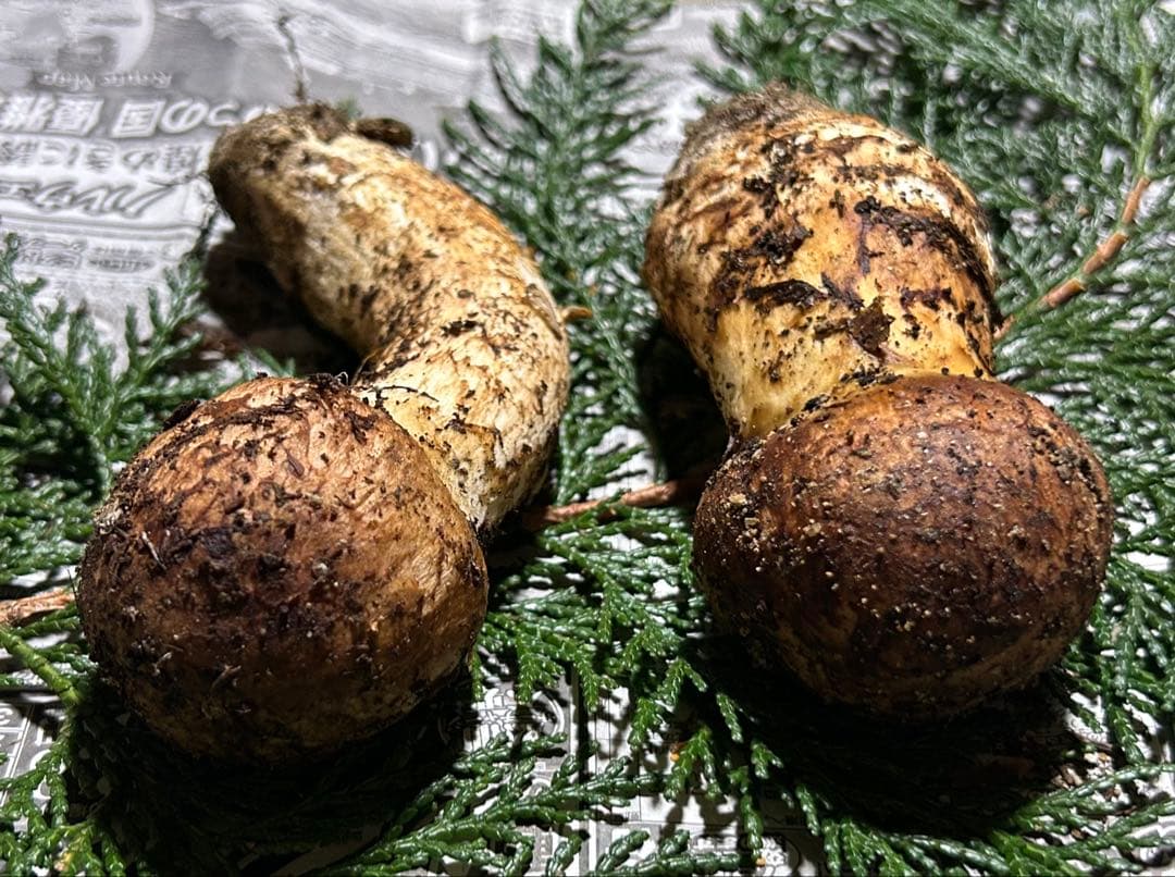 ☆信州産松茸☆今現在約125グラム☆まつたけ☆クール便送料着払い☆国産松茸☆H☆