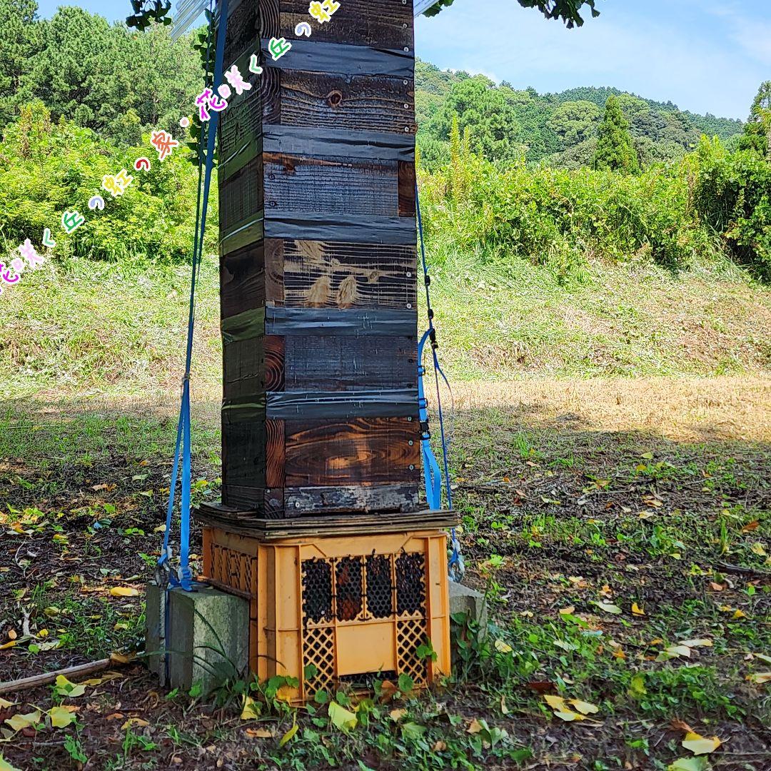 日本蜜蜂　百花蜜　500g×2本　セール中