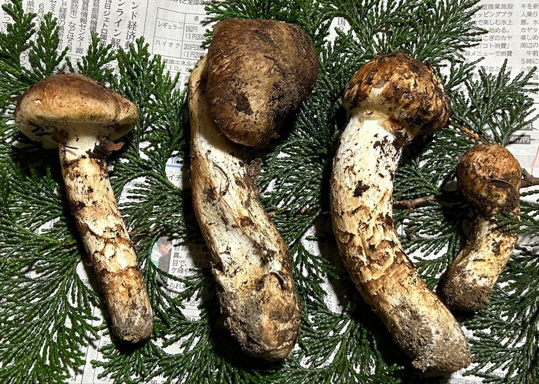☆信州産松茸☆今現在約320グラム☆まつたけ☆クール便送料込み☆国産松茸☆