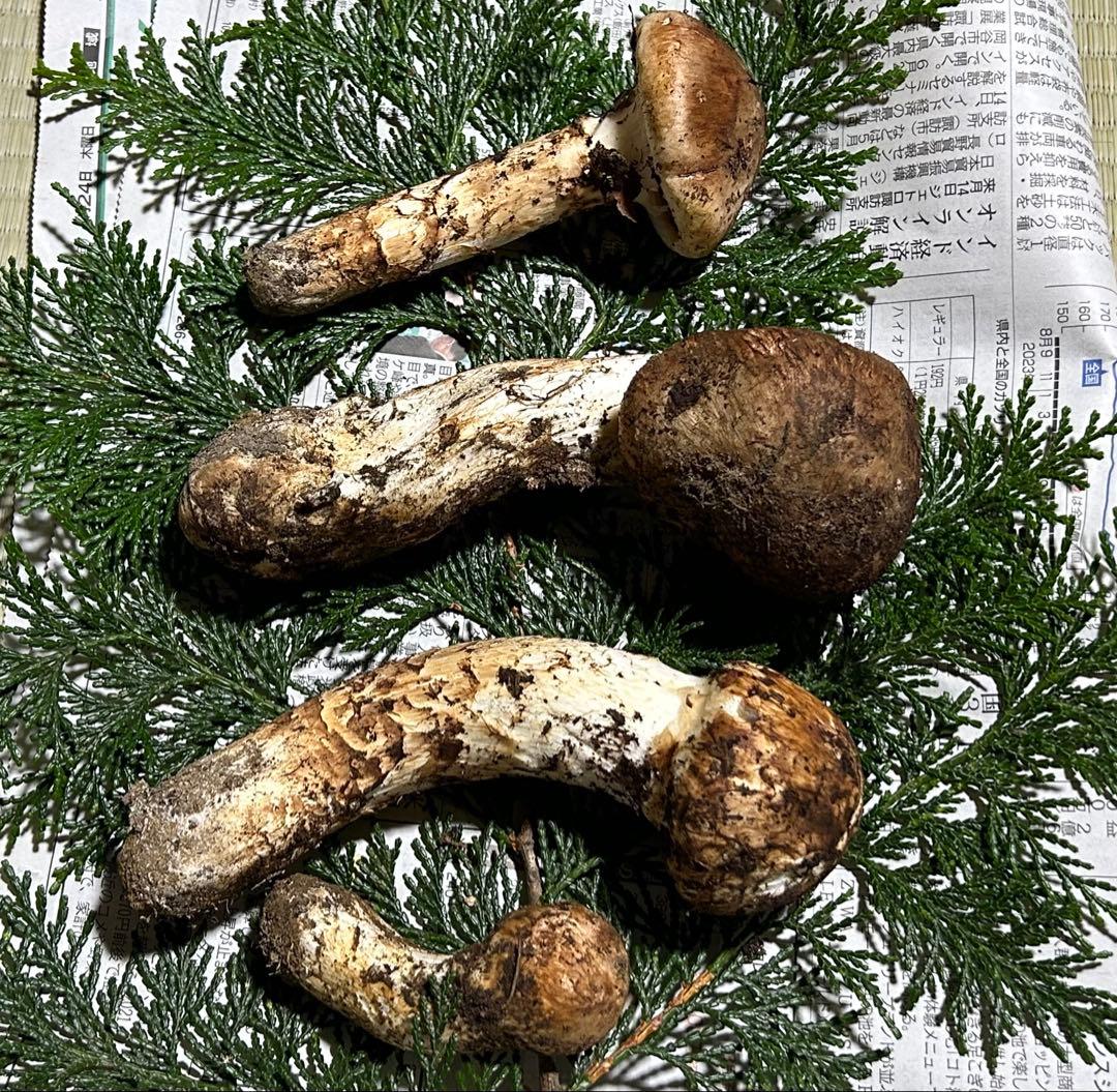 ☆信州産松茸☆今現在約320グラム☆まつたけ☆クール便送料込み☆国産松茸☆