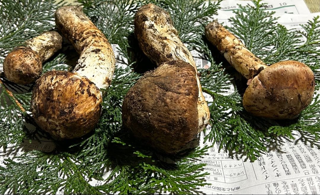 ☆信州産松茸☆今現在約320グラム☆まつたけ☆クール便送料込み☆国産松茸☆