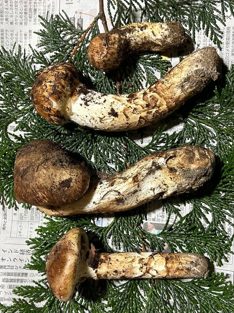 ☆信州産松茸☆今現在約320グラム☆まつたけ☆クール便送料込み☆国産松茸☆