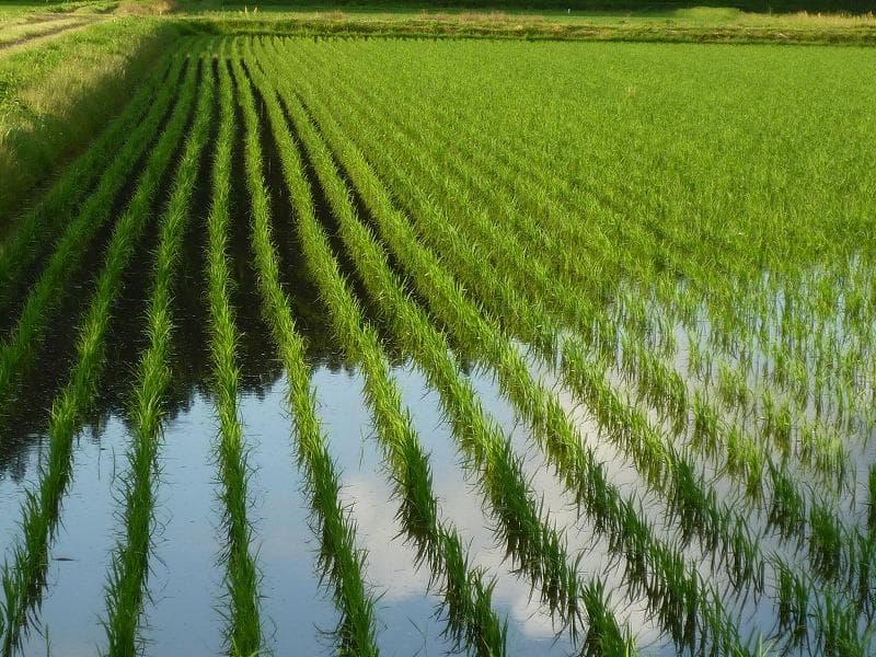 幻のお米　令和7年度『いのちの壱』　岐阜県産　新米 　玄米 ３０kg 　送料無料