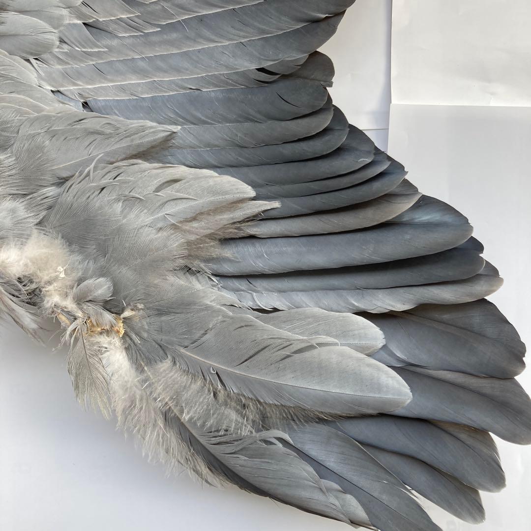 アオサギの翼標本と尾標本　鳥の羽根