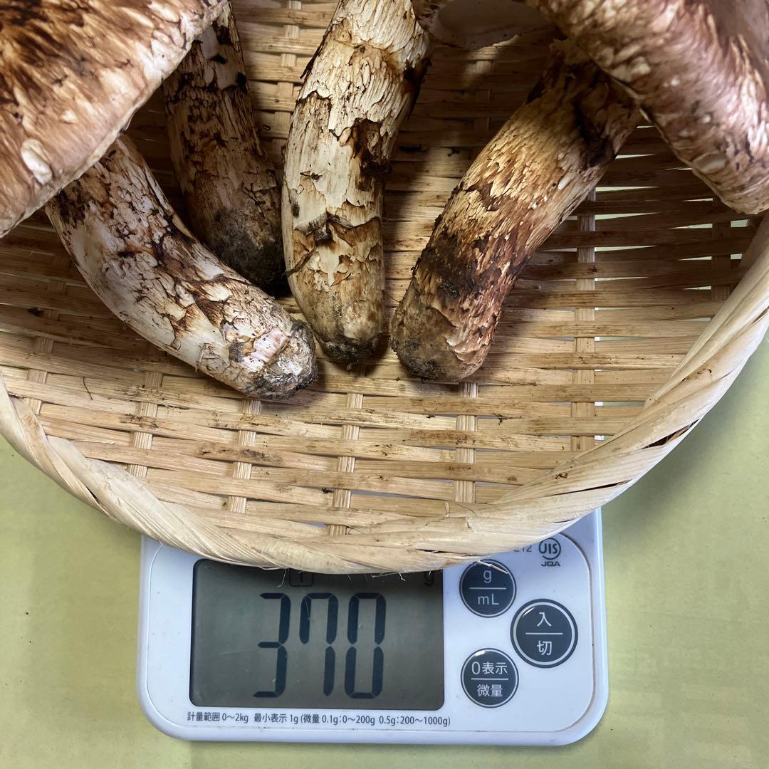 岩手県産松茸　370g
