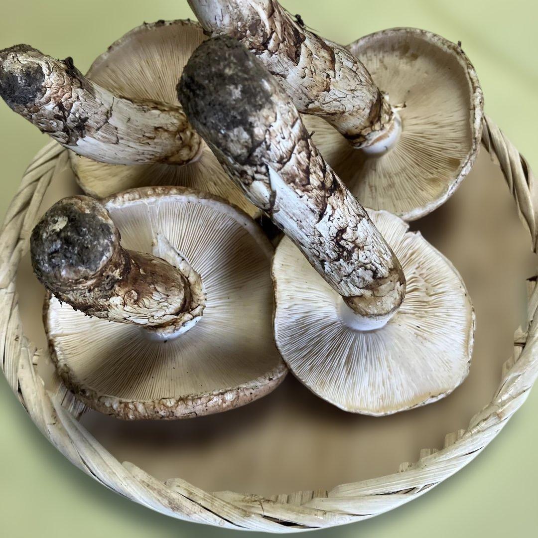 岩手県産松茸　370g