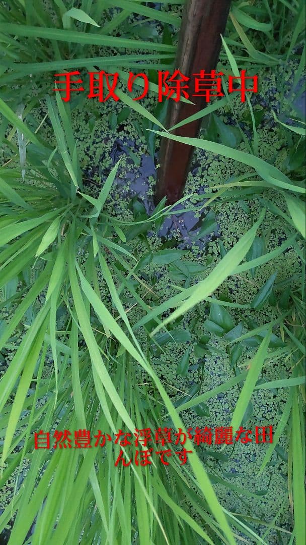 手取り除草は全国で１人だけ ７年産コシヒカリ 元気な玄米10kg農薬等不使用