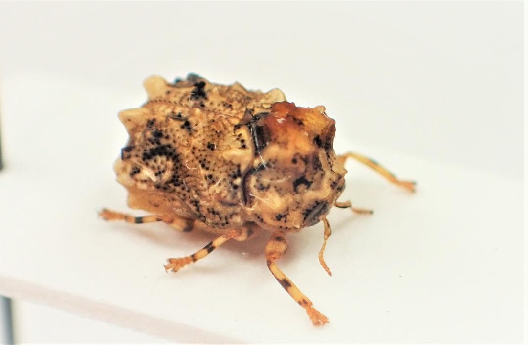 南米コブハムシの仲間 ２