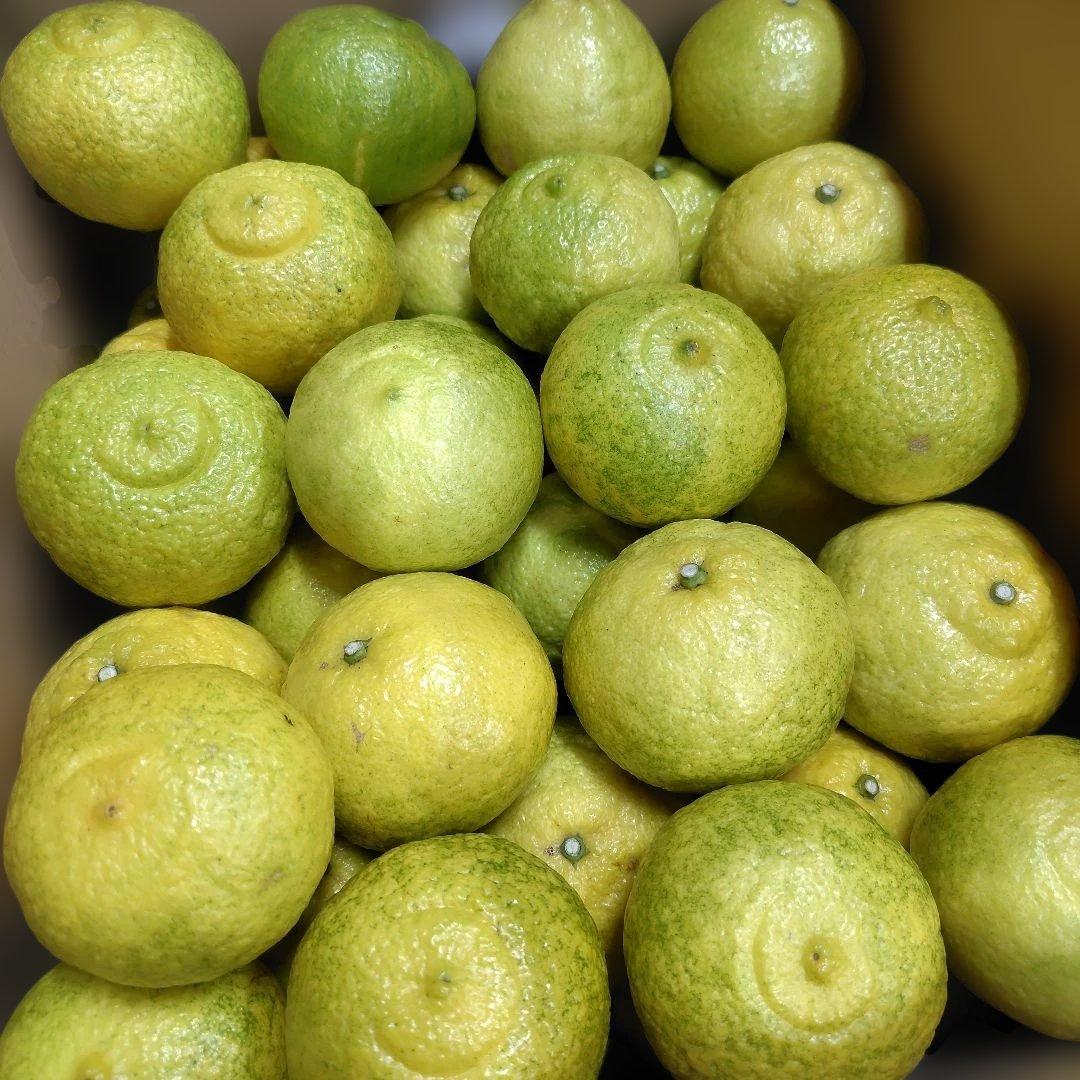 【ꕤ407】はるか『ご家庭用』熊本みかん（20kg）