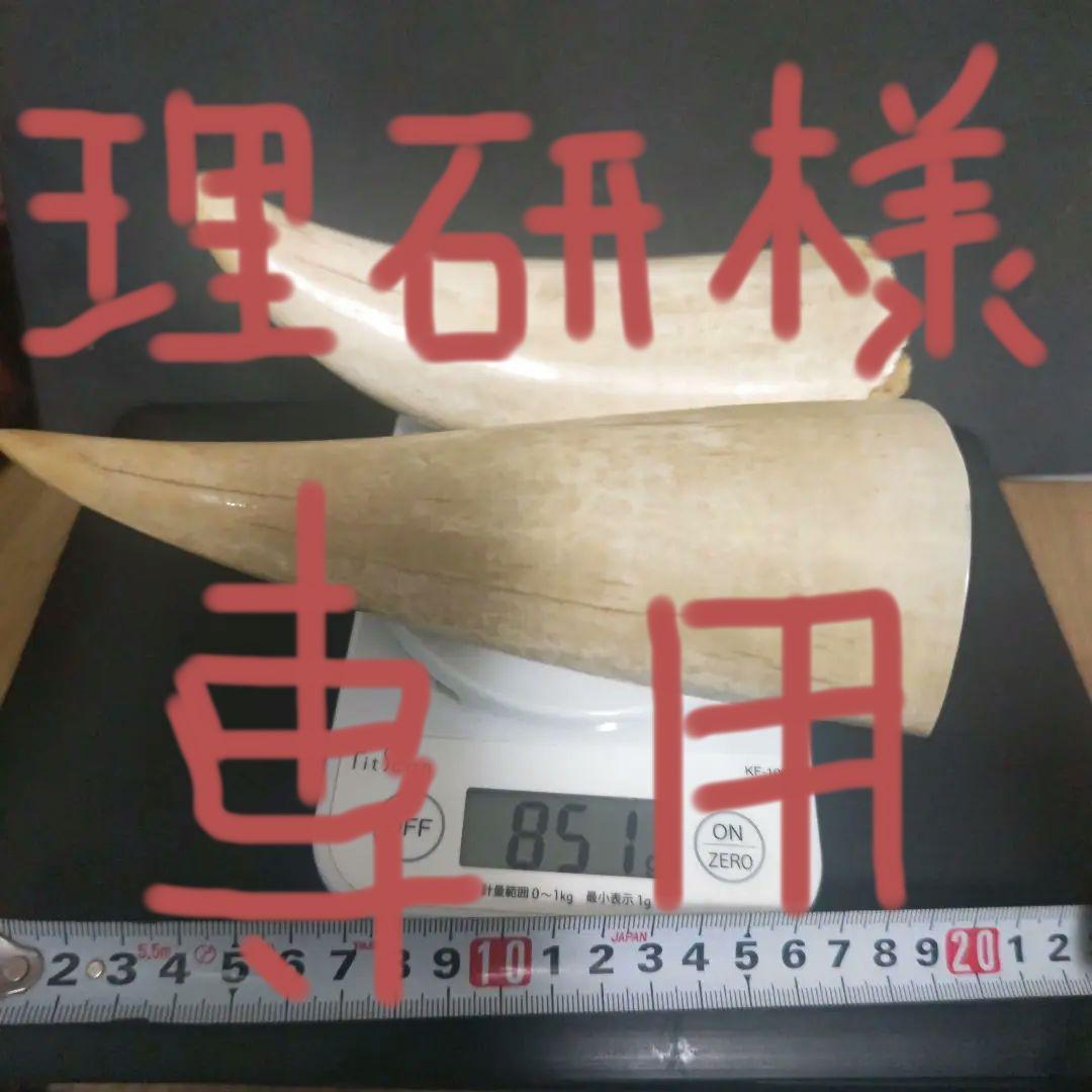 鯨 鯨の歯 マッコウクジラ 鯨歯 2 本