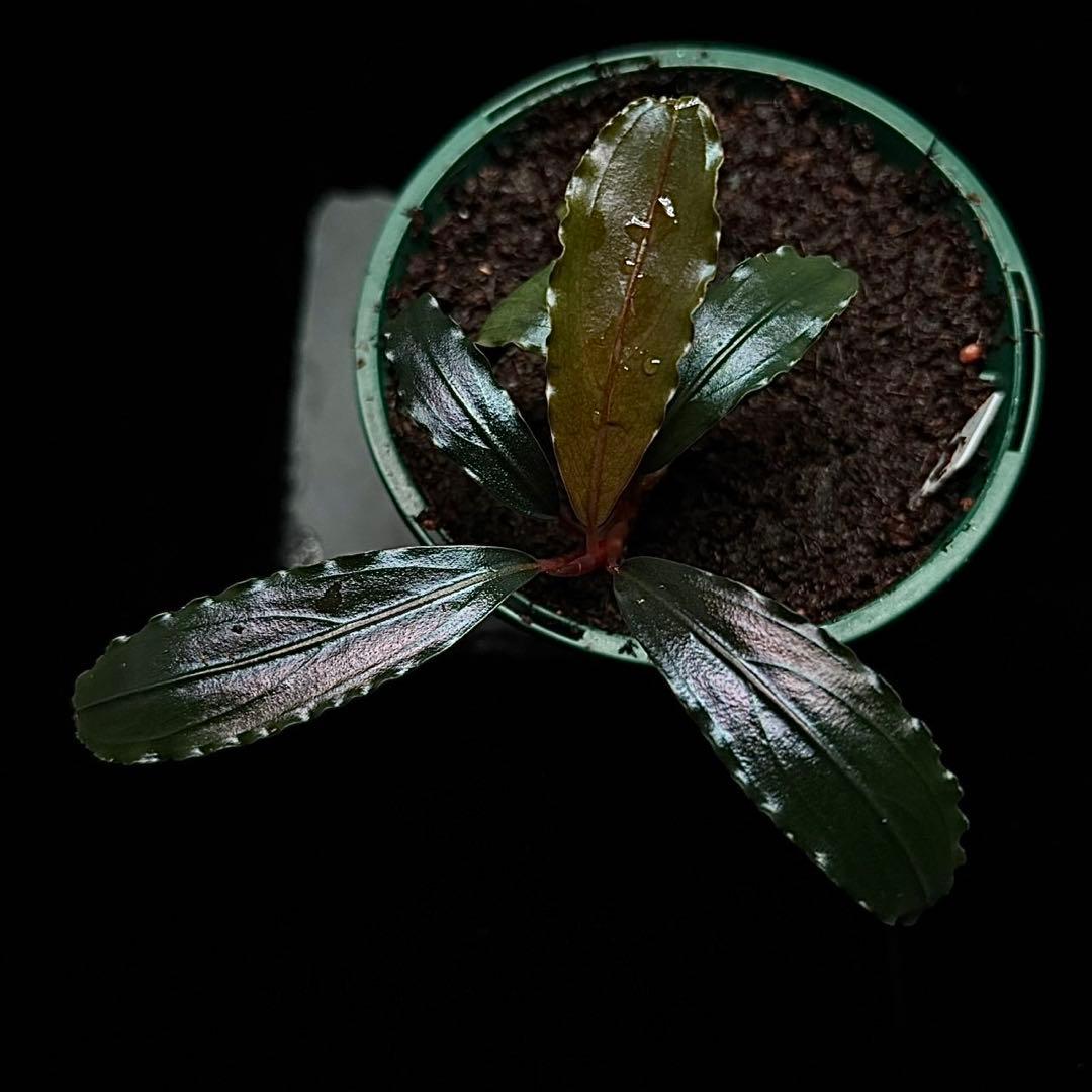 ブセファランドラ sp.ブラックキャッスル