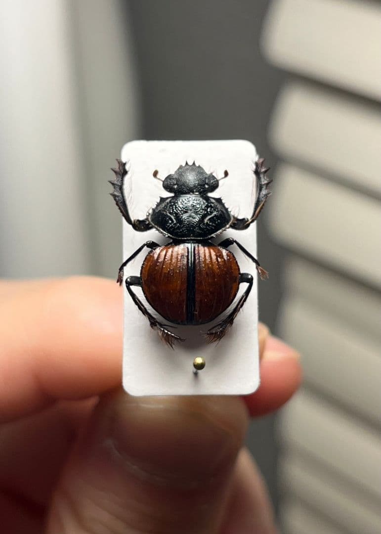 【属内入門種】Pachysoma denticollis パキソマ フンチュウ