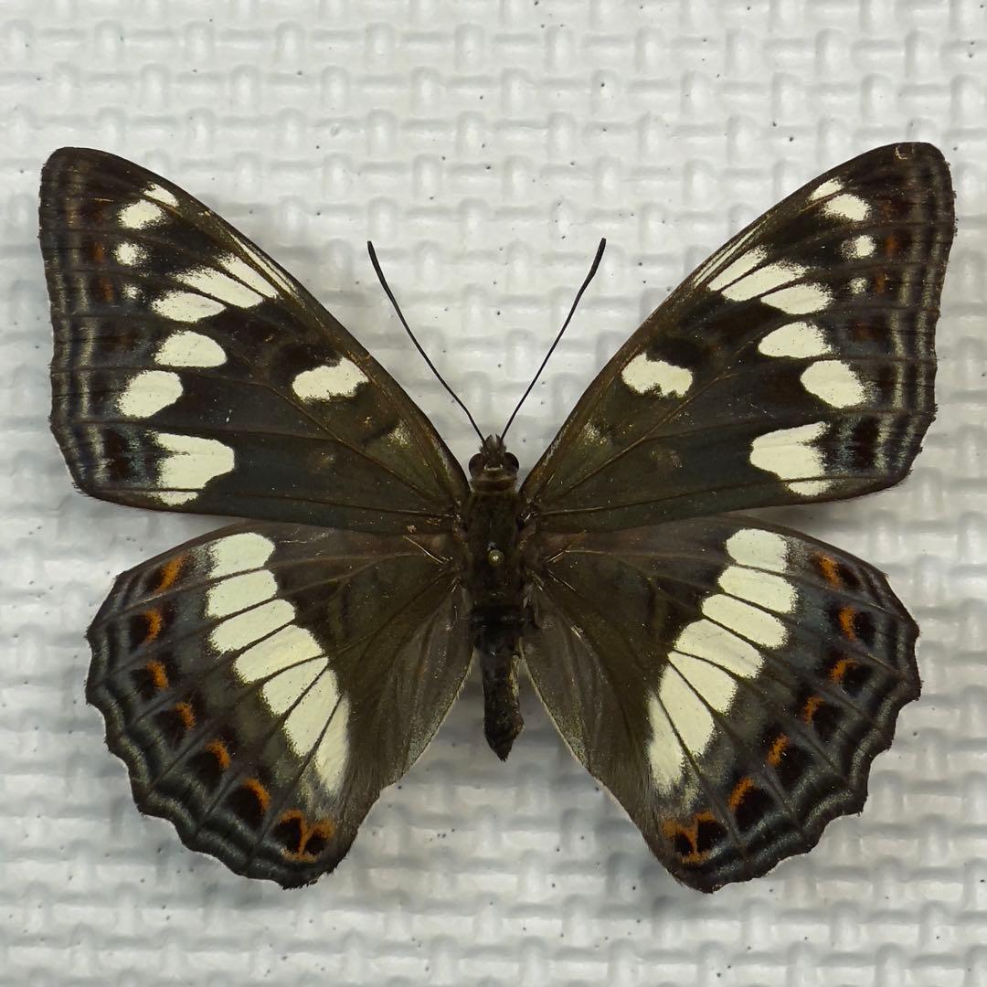 蝶標本　北海道産ミヤマカラスシジミ・オオイチモンジ♀ 野濱実秀斎
