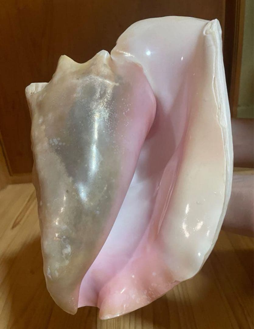 希少古代特大肉厚桃色法螺貝、ピンク法螺貝