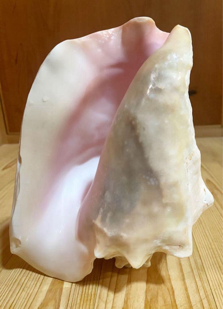 希少古代特大肉厚桃色法螺貝、ピンク法螺貝