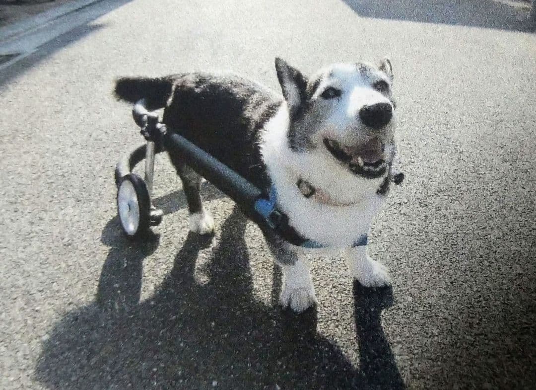 歩犬舎　犬用車椅子歩行器中型犬用オーダーメイド２輪老犬介護　新品
