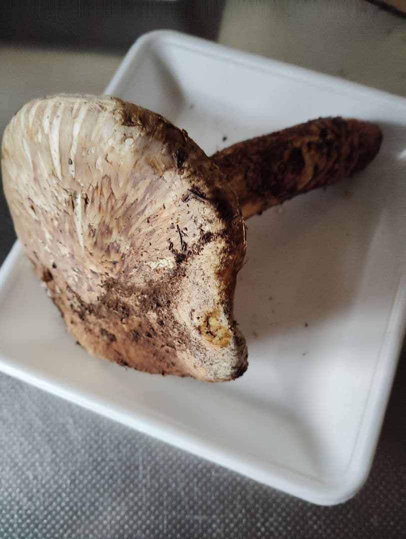 松竹梅様御専用岩手県岩泉産松茸　3本セット