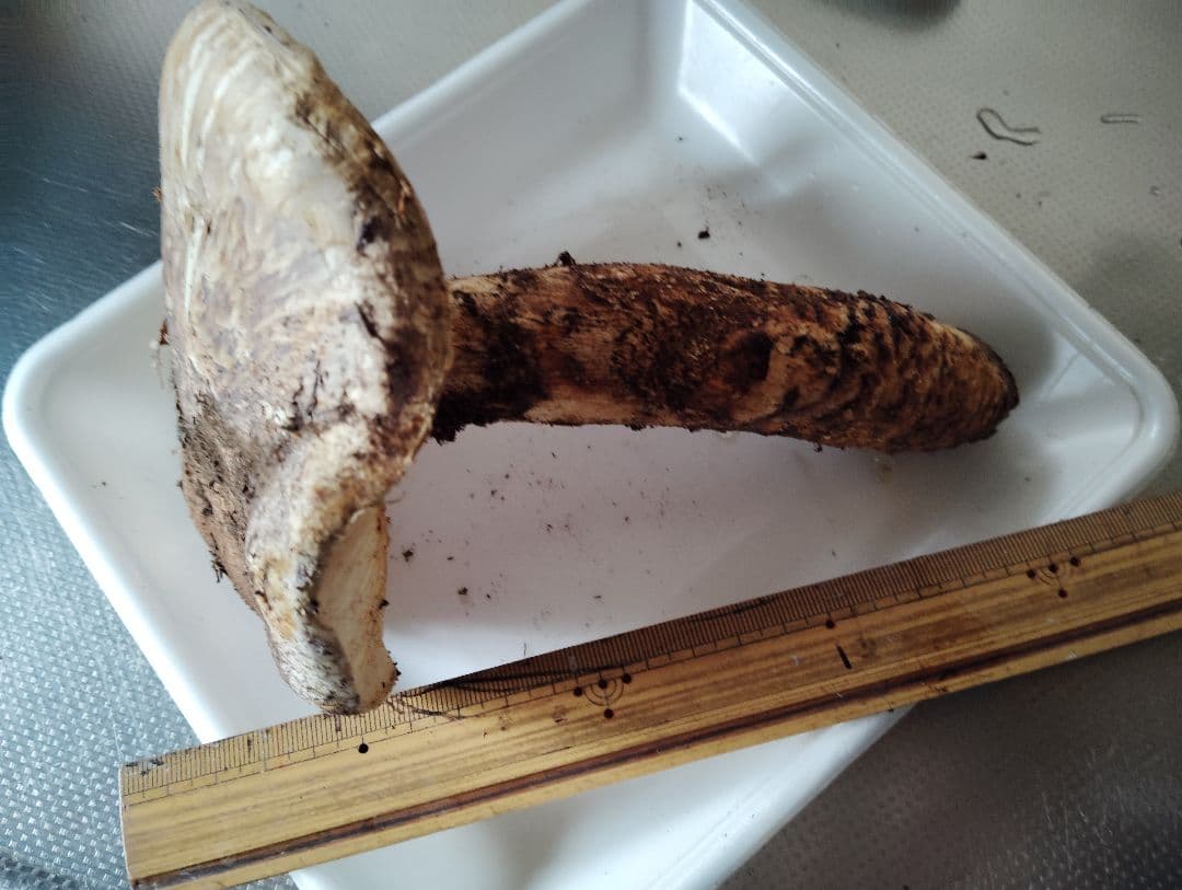 松竹梅様御専用岩手県岩泉産松茸　3本セット