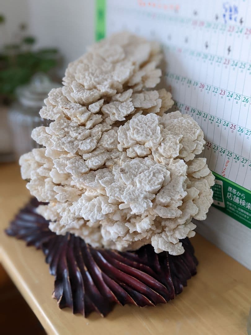 珊瑚礁　海の宝