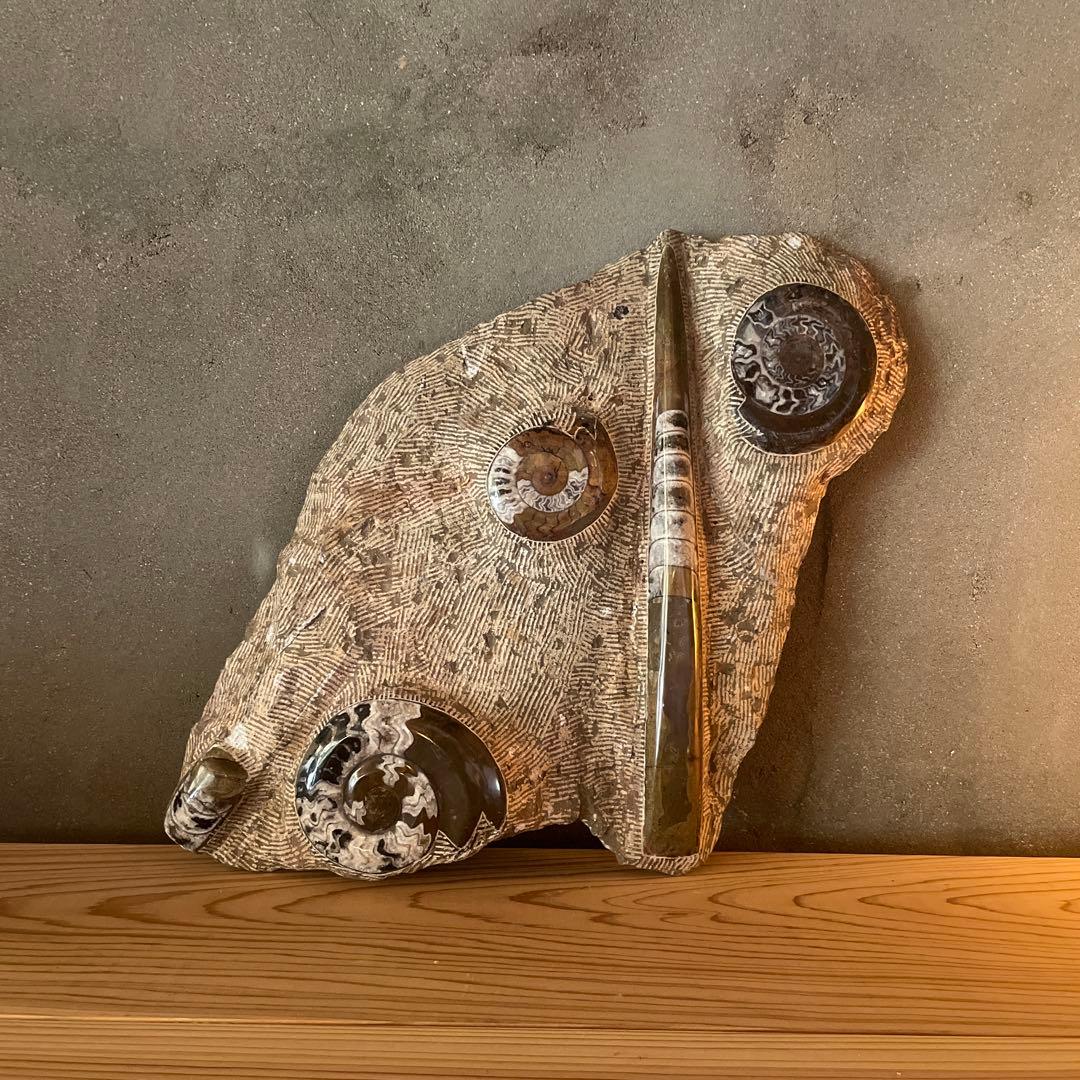 モロッコ産　アンモナイト　オルソセラス　化石　博物館　鉱石