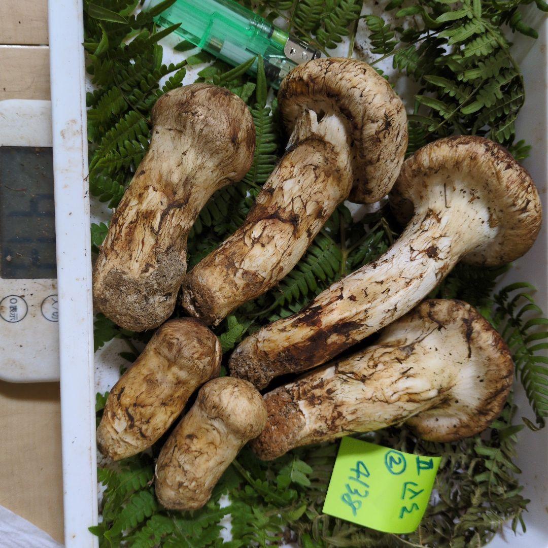 20日最終 和歌山松茸 新鮮朝市　込み込み　413㌘