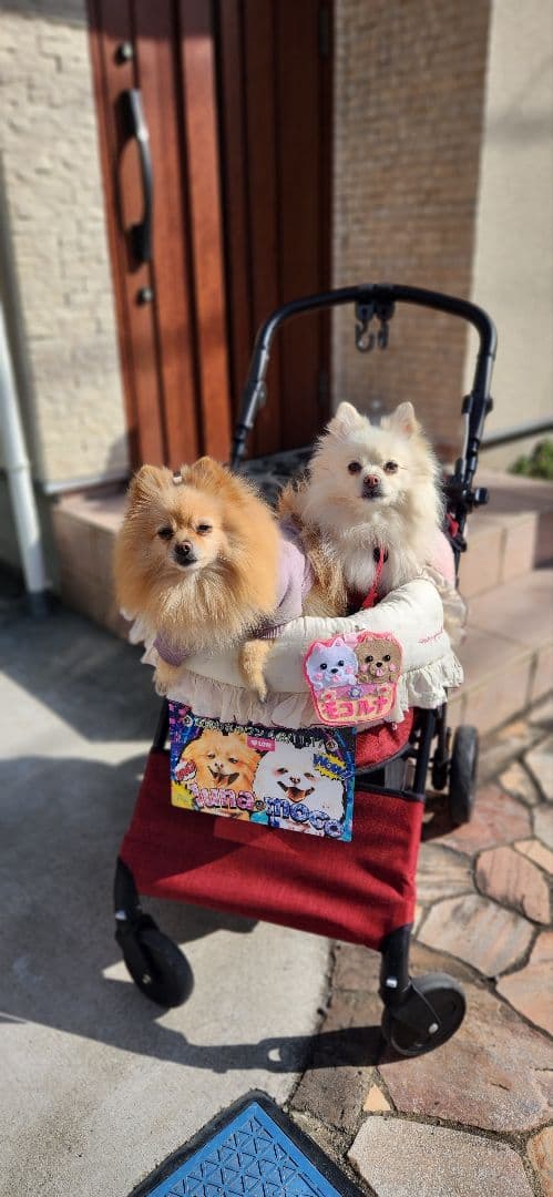 チャモロさんよろしくお願いします