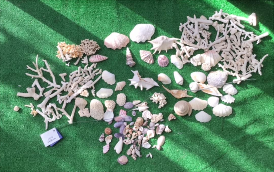 沖縄　石垣島の貝殻