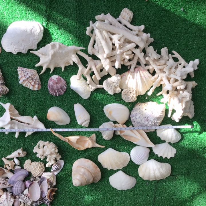 沖縄　石垣島の貝殻