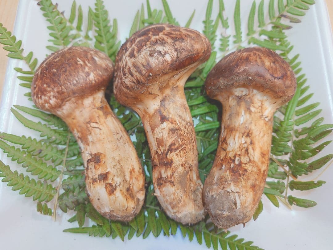 岩手県岩泉産　松茸（天然物）215g、3本　②