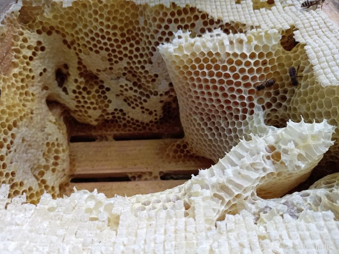 カノン二ホンミツバチの搾りハチミツ　＋　二ホンミツバチの盛り上げ巣ハチミツ