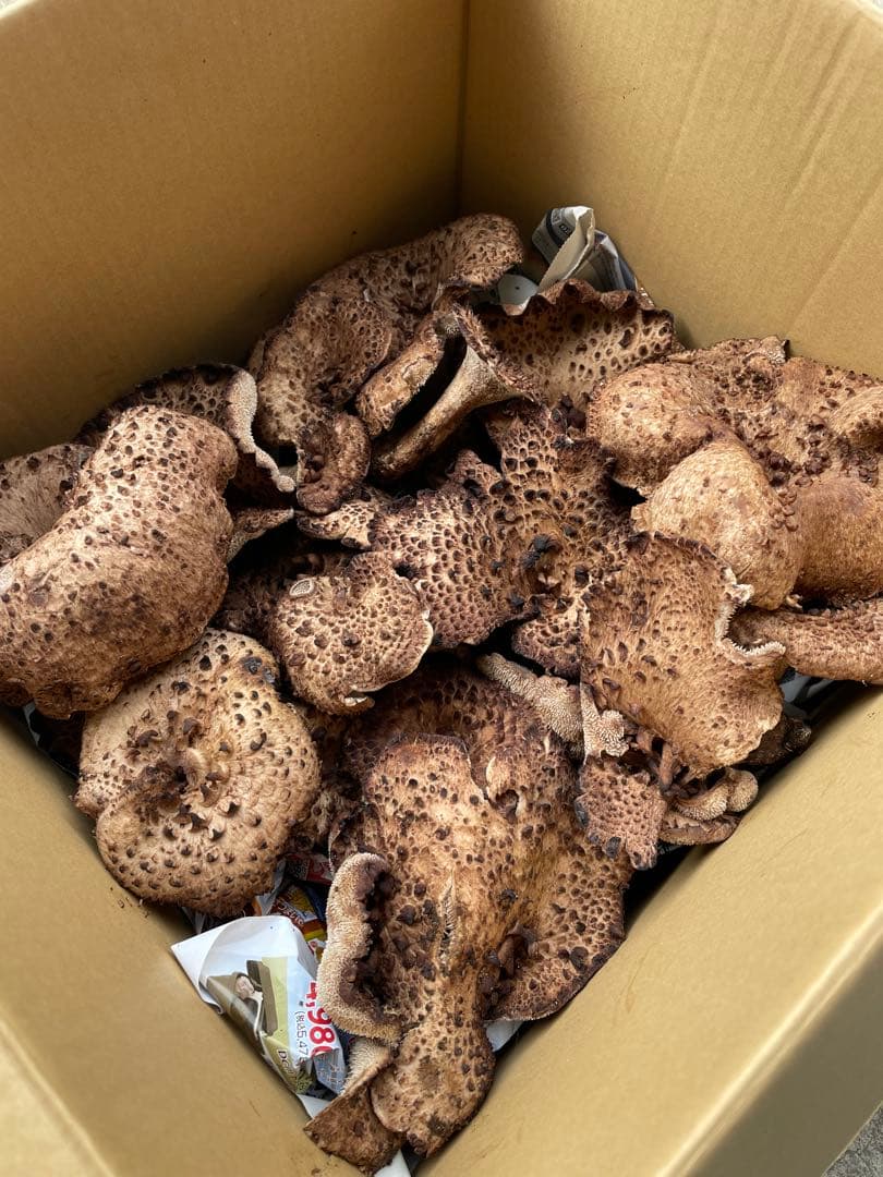 【岩手県産】香茸1.2kg クール便送料込み