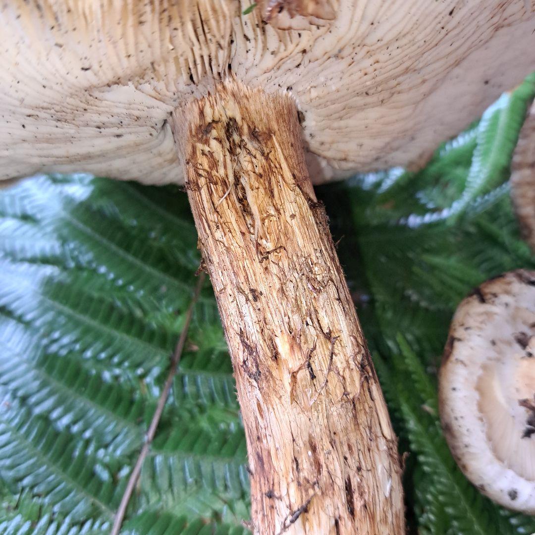 広島県産松茸　314g　　1本虫食いあり