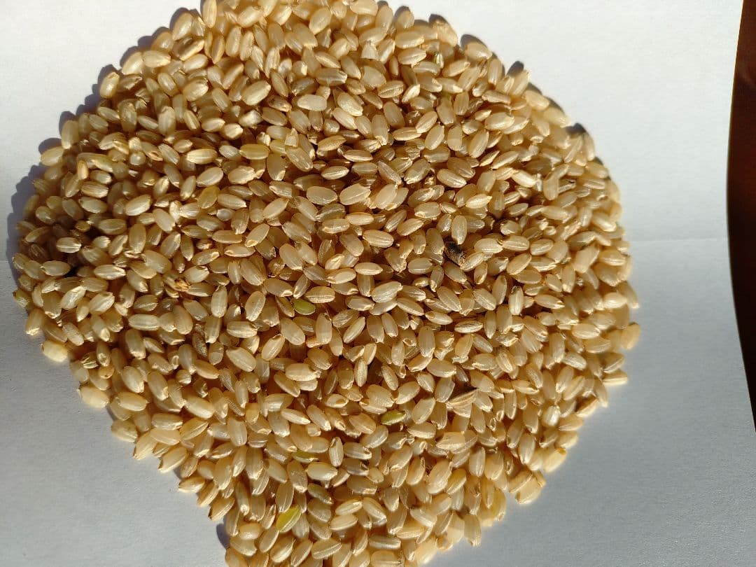 令和7年　　新米　玄米30キロ　早いもの勝ちラスト