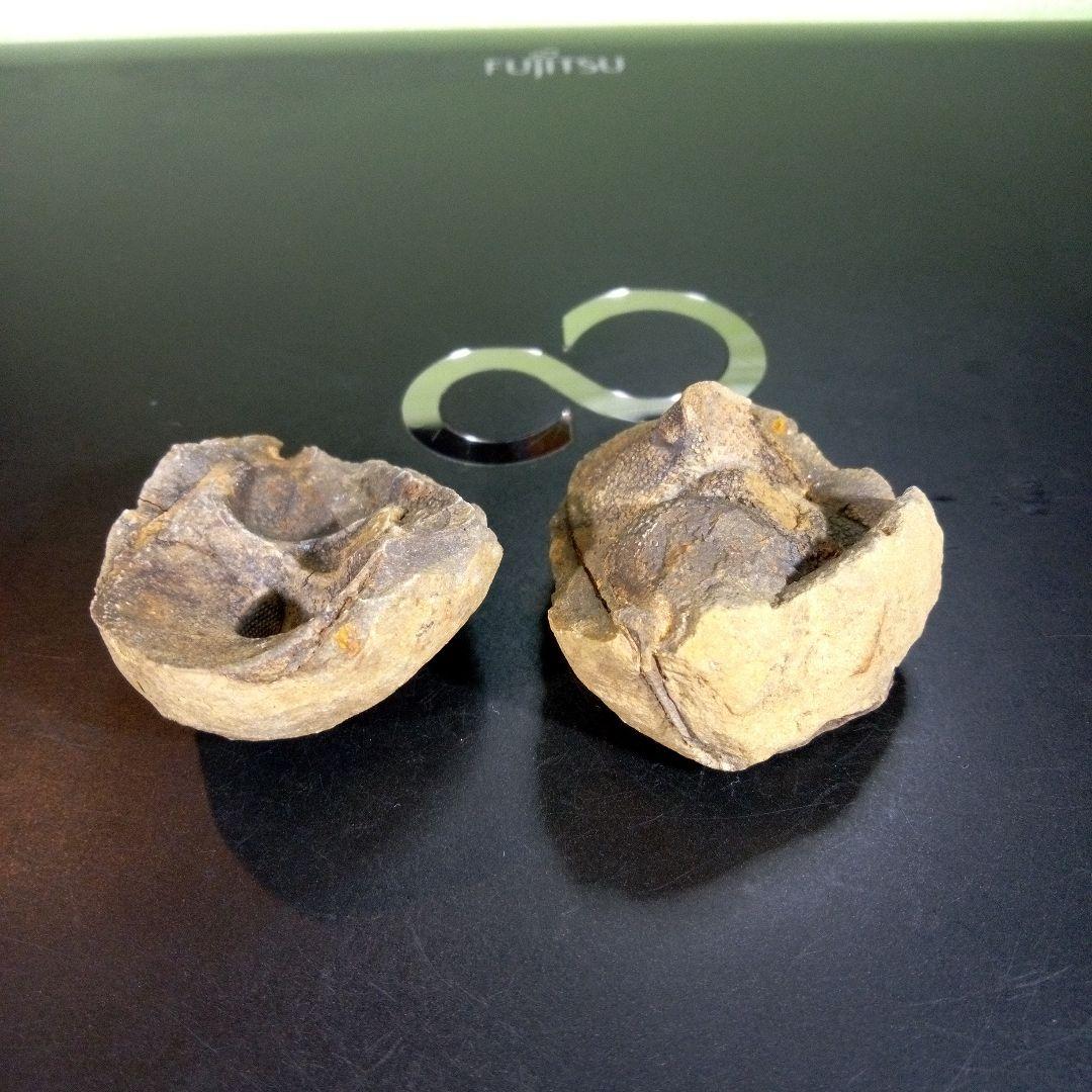 三葉虫　化石　fossil　海　ボリビア産　trilobite　レア　化石№⑩