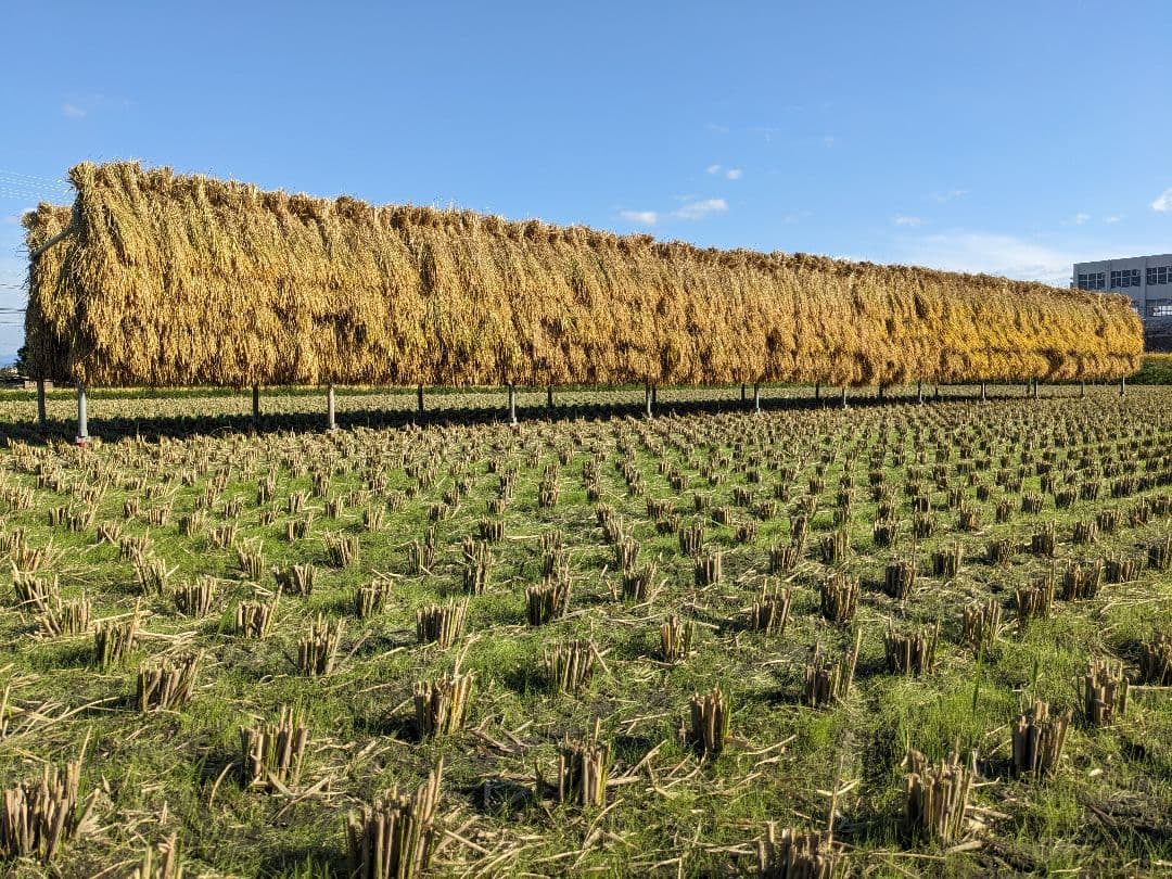 こだわりのお米 玄米20kg [天日干し・無農薬・有機肥料・籾保存]_1