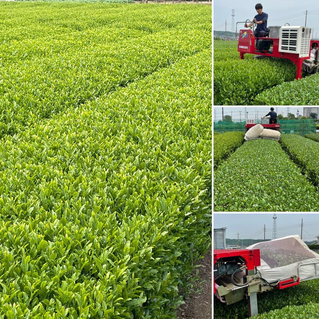 【専用】新茶☆茶畑直販☆煎茶1袋x2.5kg一番茶100%本年度産深蒸し緑茶茶葉