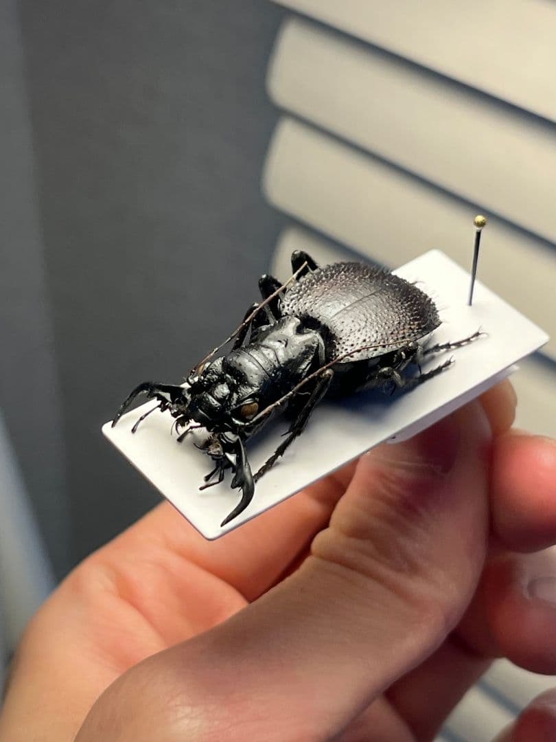 【大閻魔斑猫希少種】オオエンマハンミョウ Manticora 産 昆虫標本