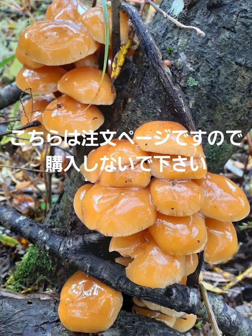 秋田県産 天然きのこ エノキダケ えのきだけ 雪の下 300g→受付