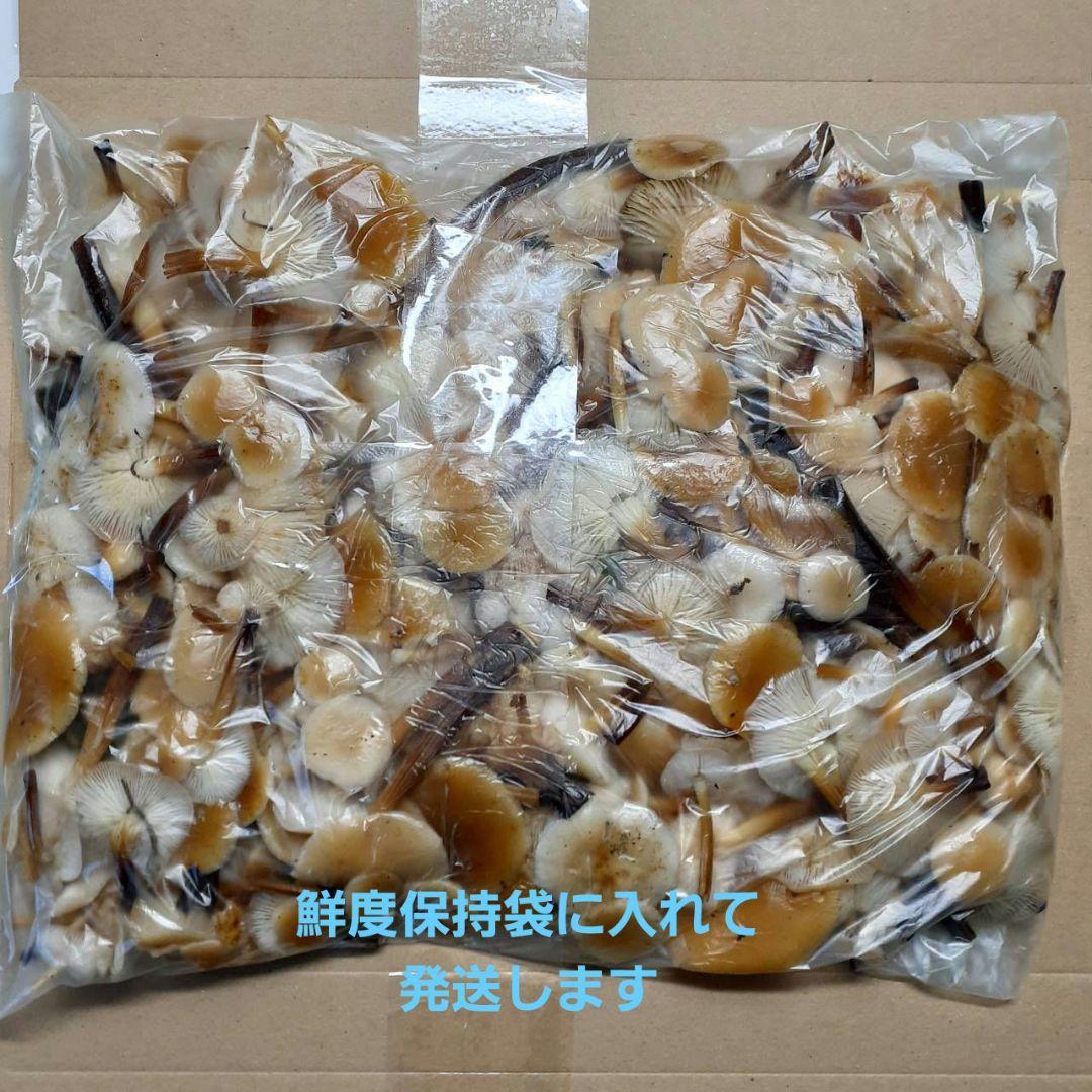 秋田県産 天然きのこ エノキダケ えのきだけ 雪の下 300g→受付