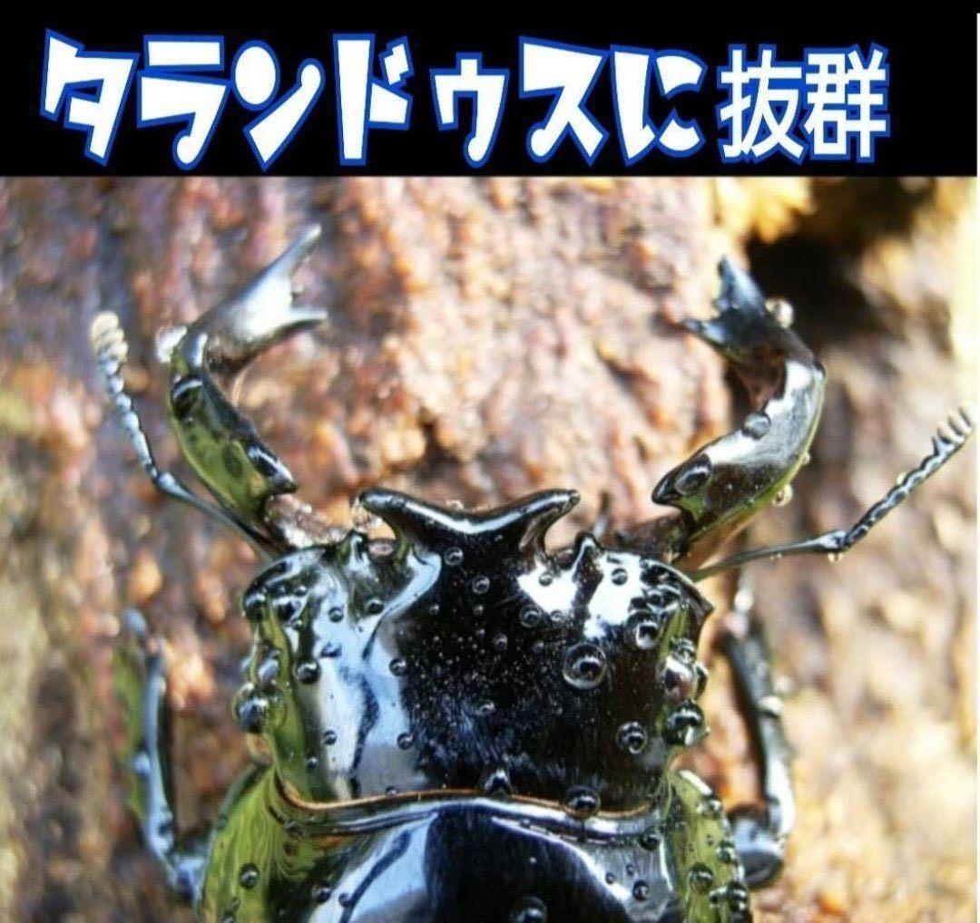 極上！カワラタケ菌糸瓶【15本】特殊アミノ酸強化配合！クワガタ幼虫全般に使えます
