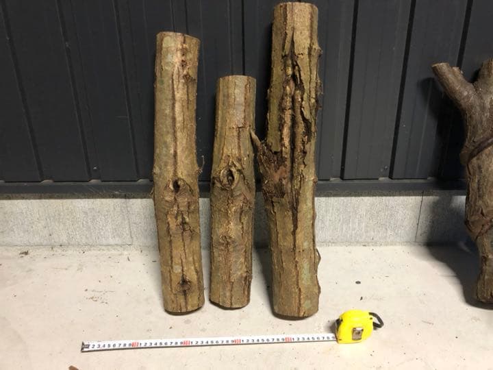 てるあびぶさん限定   コナラ クリ  昆虫用 とまり木