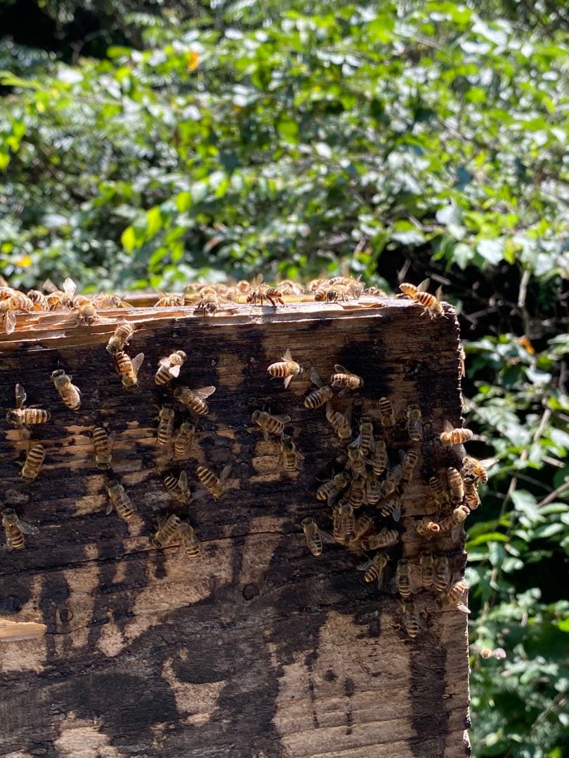 ハチミツ　日本蜜蜂の蜂蜜　巣箱違い谷違いのはちみつ　奥山の奥