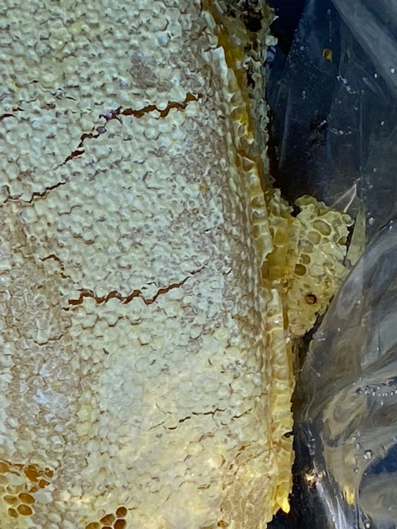 ハチミツ　日本蜜蜂の蜂蜜　巣箱違い谷違いのはちみつ　奥山の奥