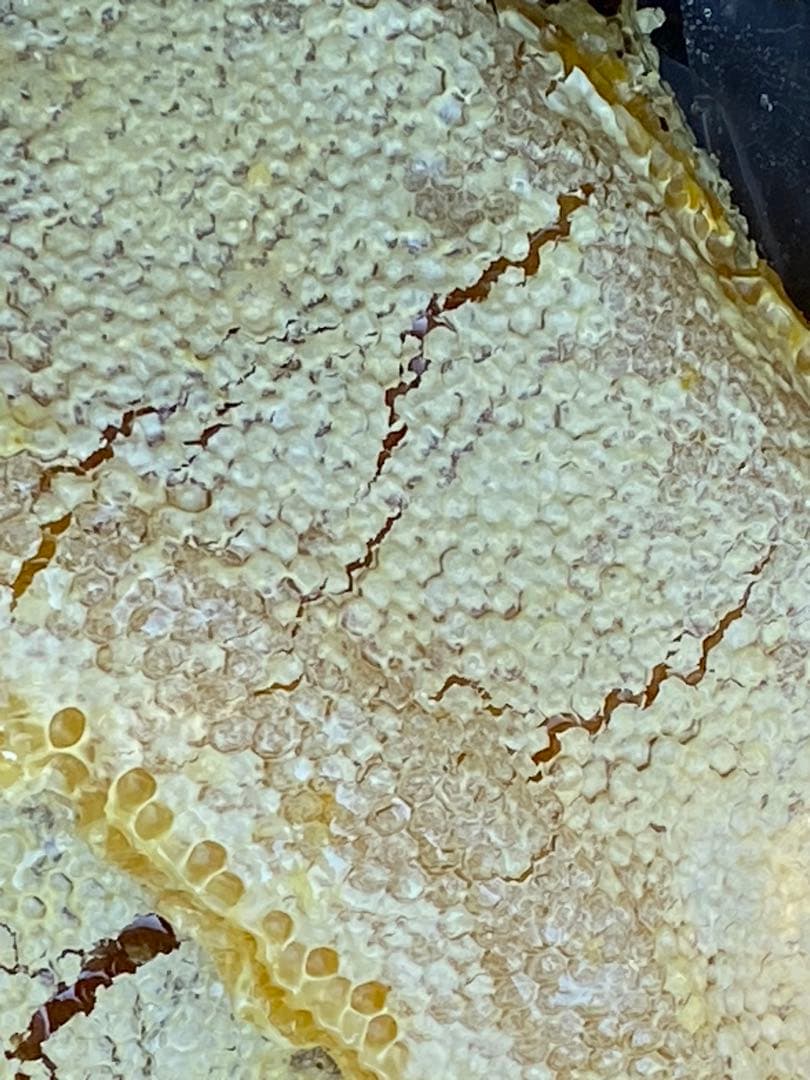 ハチミツ　日本蜜蜂の蜂蜜　巣箱違い谷違いのはちみつ　奥山の奥