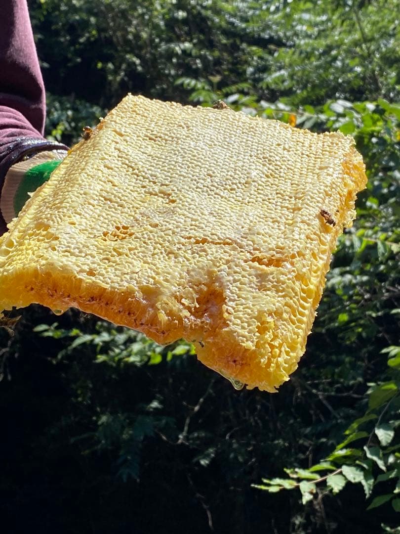 ハチミツ　日本蜜蜂の蜂蜜　巣箱違い谷違いのはちみつ　奥山の奥
