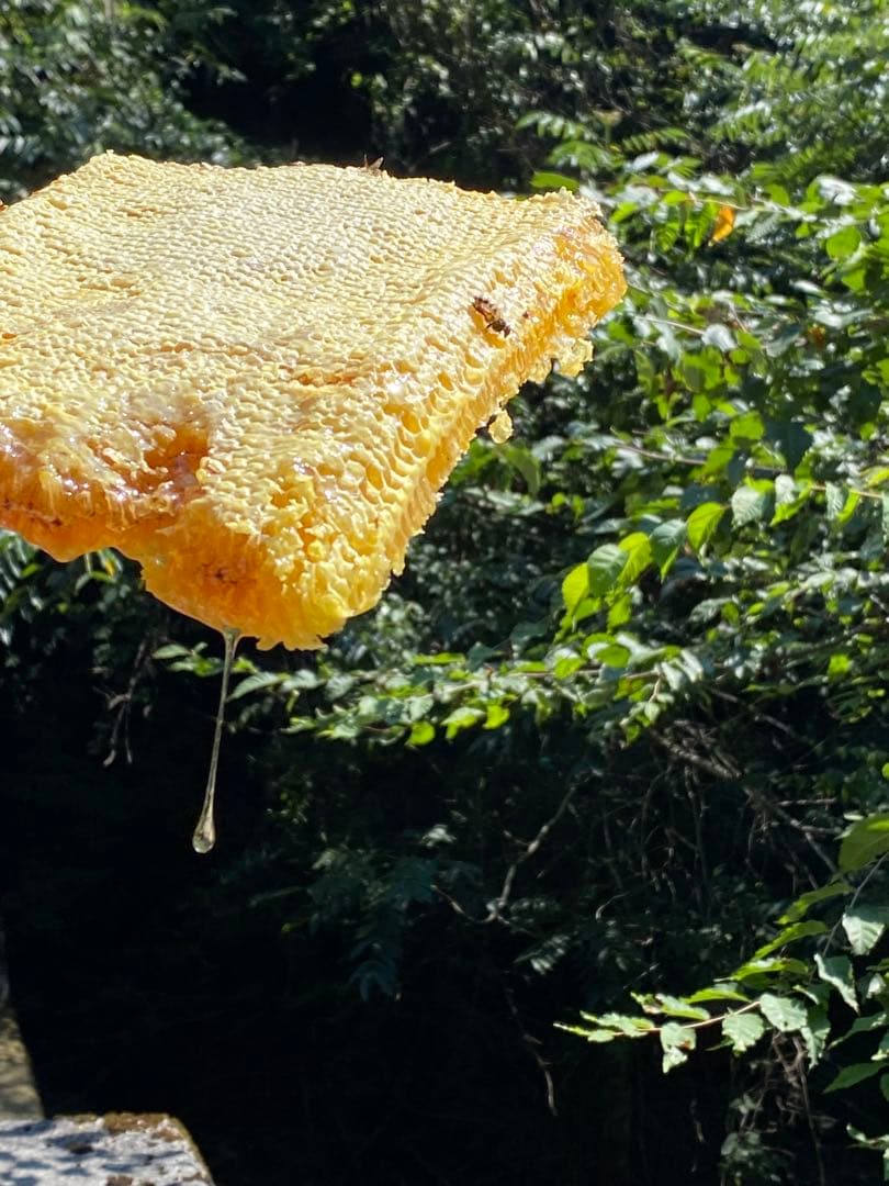 ハチミツ　日本蜜蜂の蜂蜜　巣箱違い谷違いのはちみつ　奥山の奥