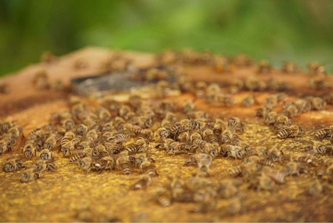 ハチミツ　日本蜜蜂の蜂蜜　巣箱違い谷違いのはちみつ　奥山の奥